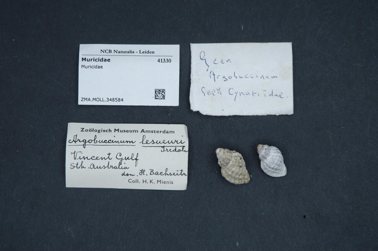 Muricidae