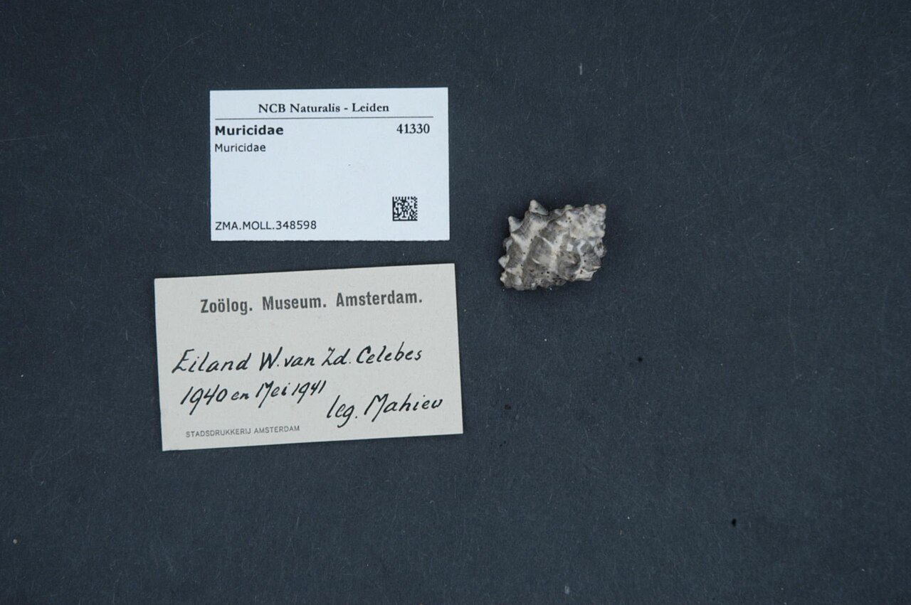 Muricidae