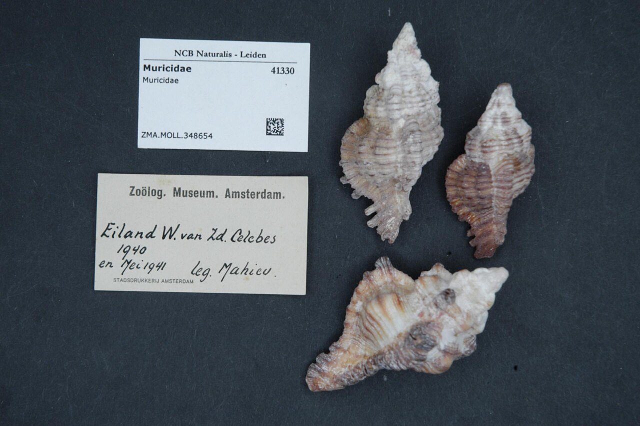 Muricidae
