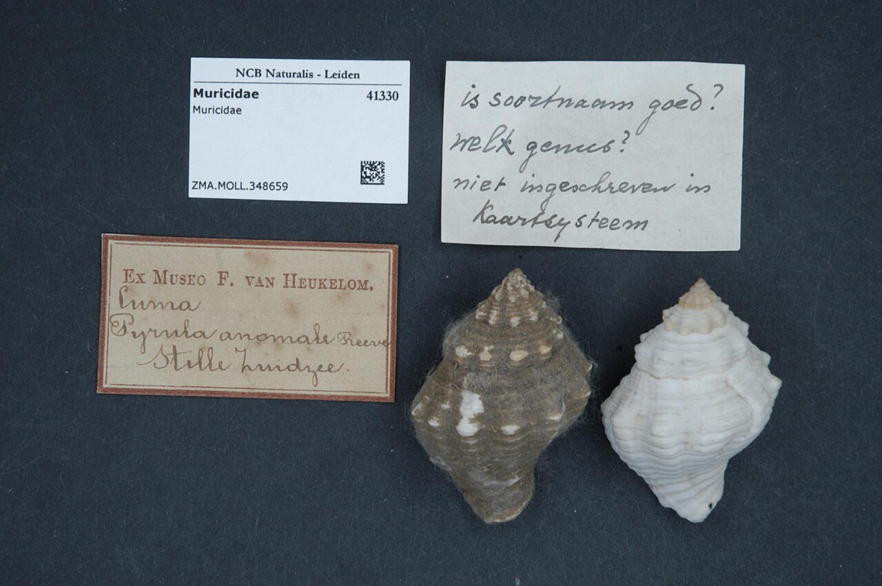 Muricidae