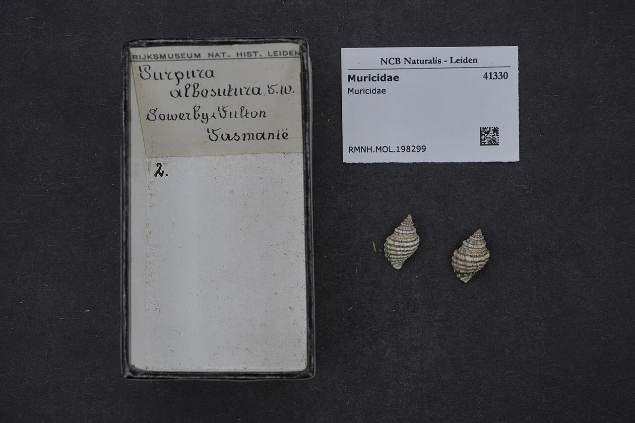 Muricidae