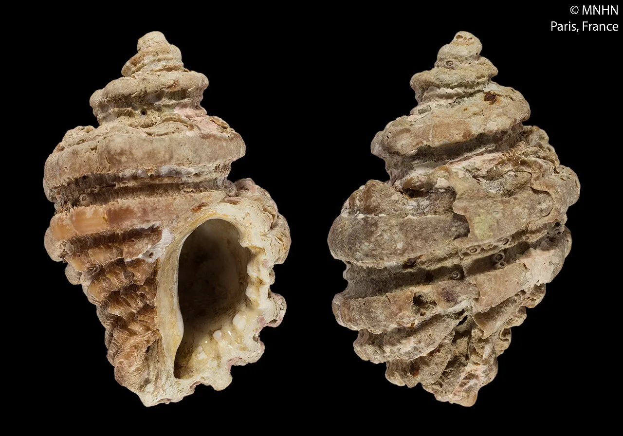 Ocenebra