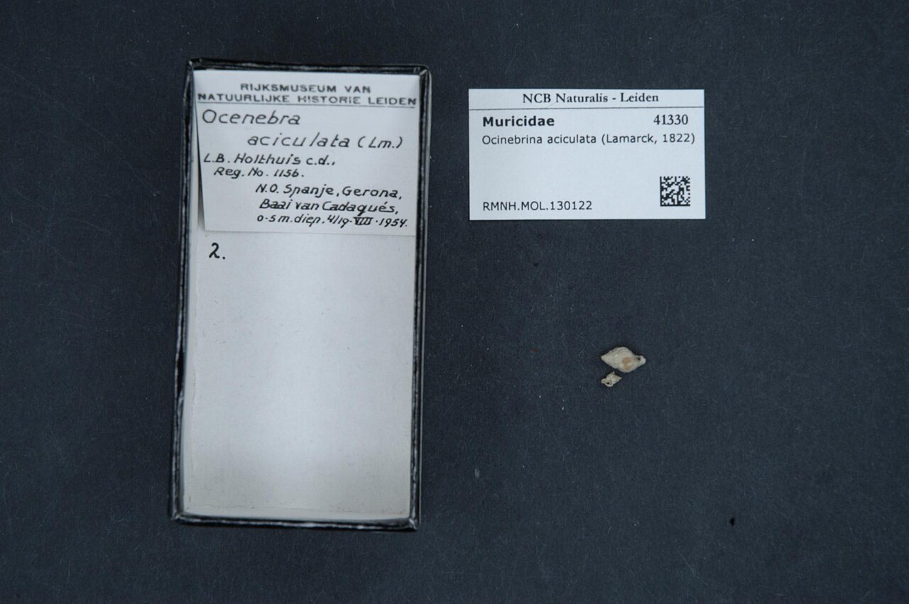 Ocinebrina