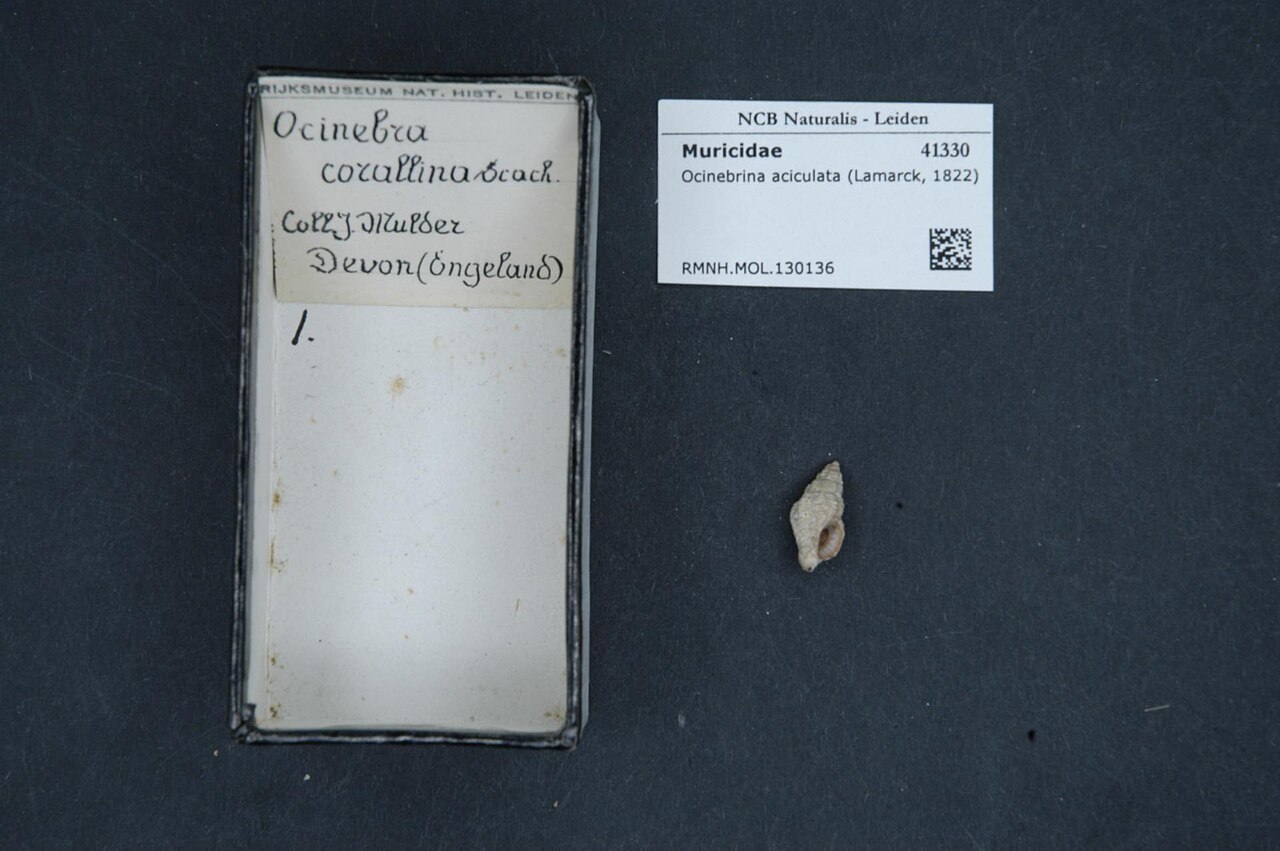 Ocinebrina