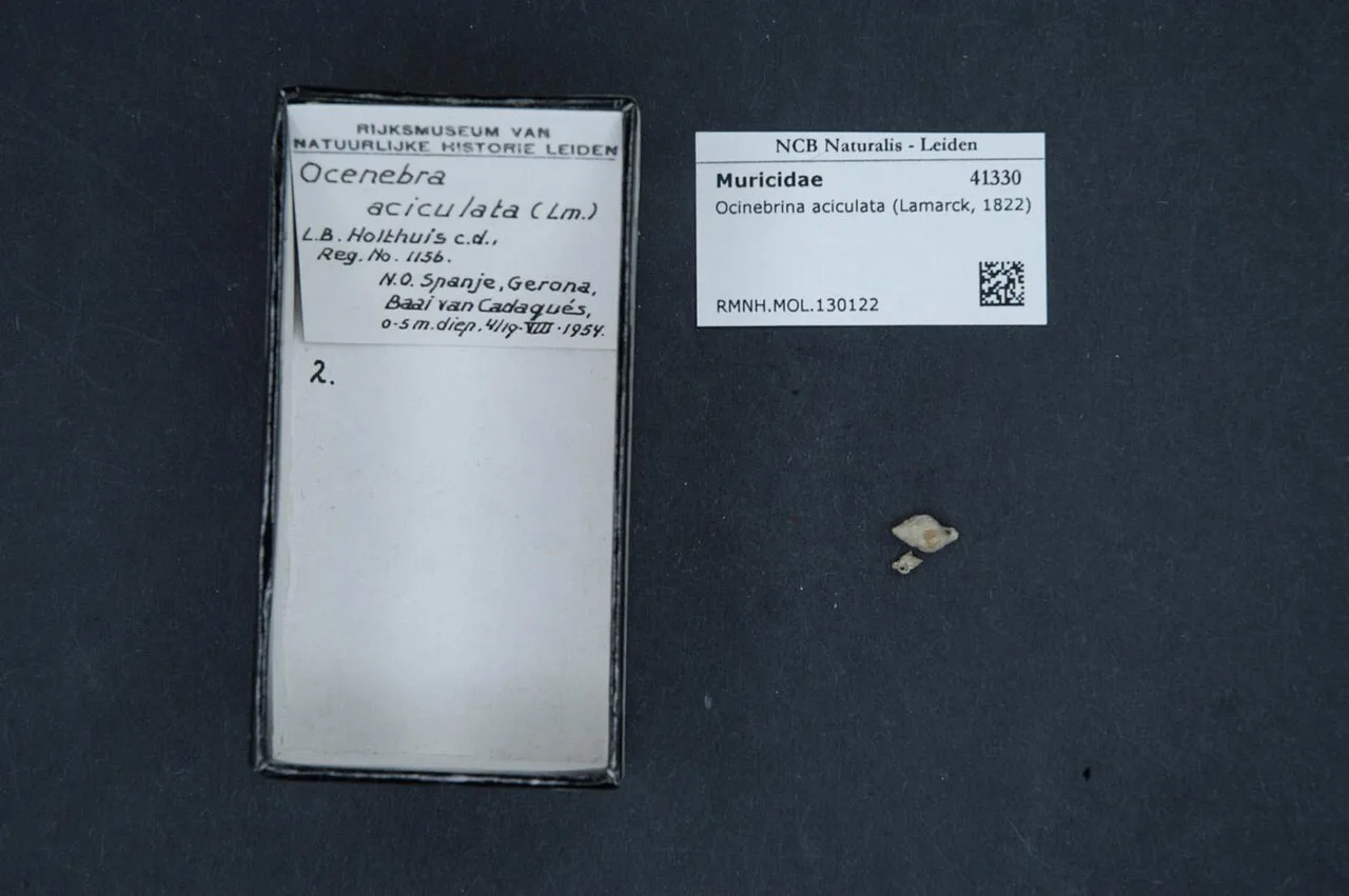 Ocinebrina