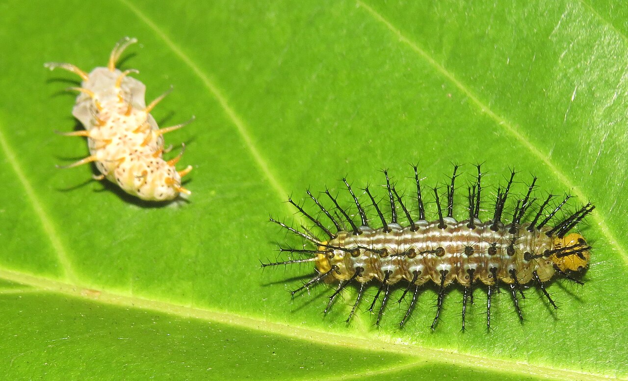 Thais (gastropod)