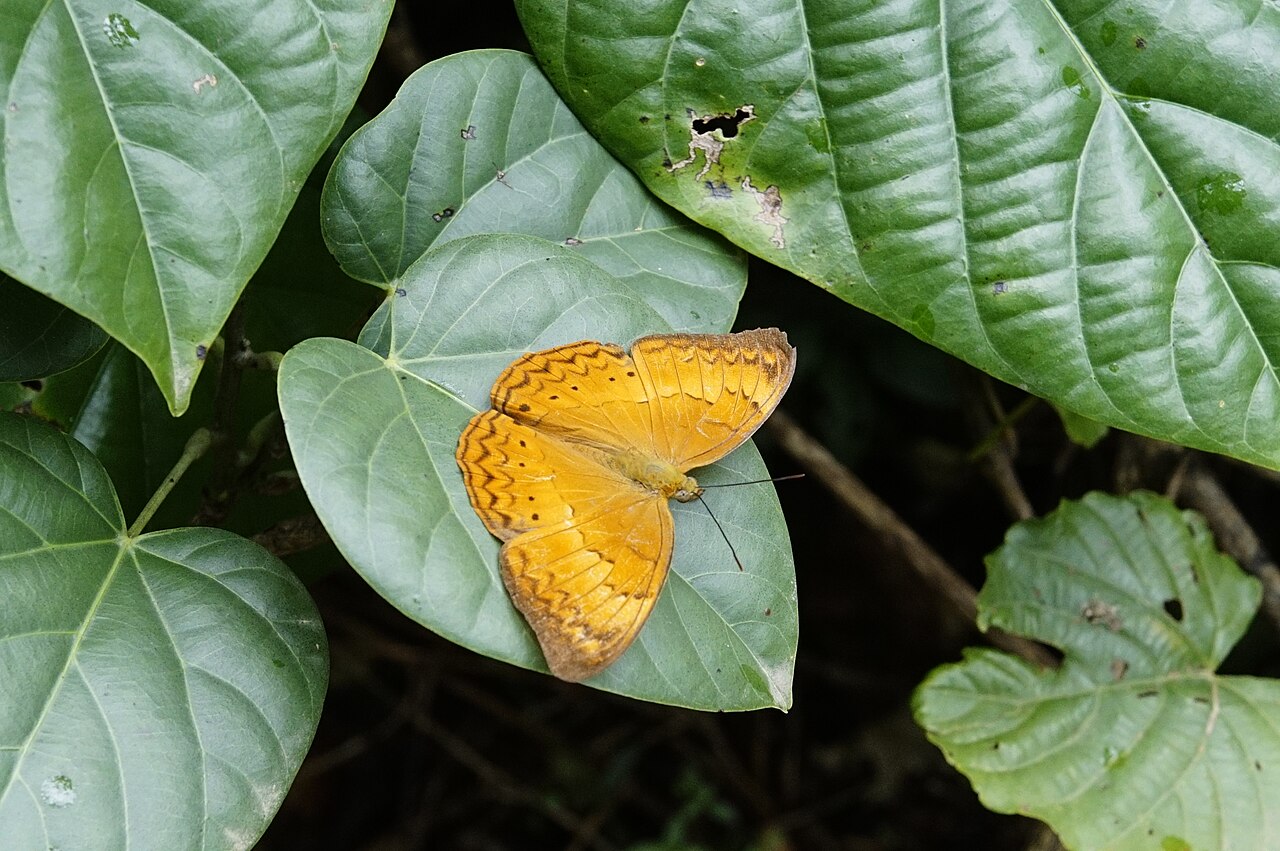 Thais (gastropod)