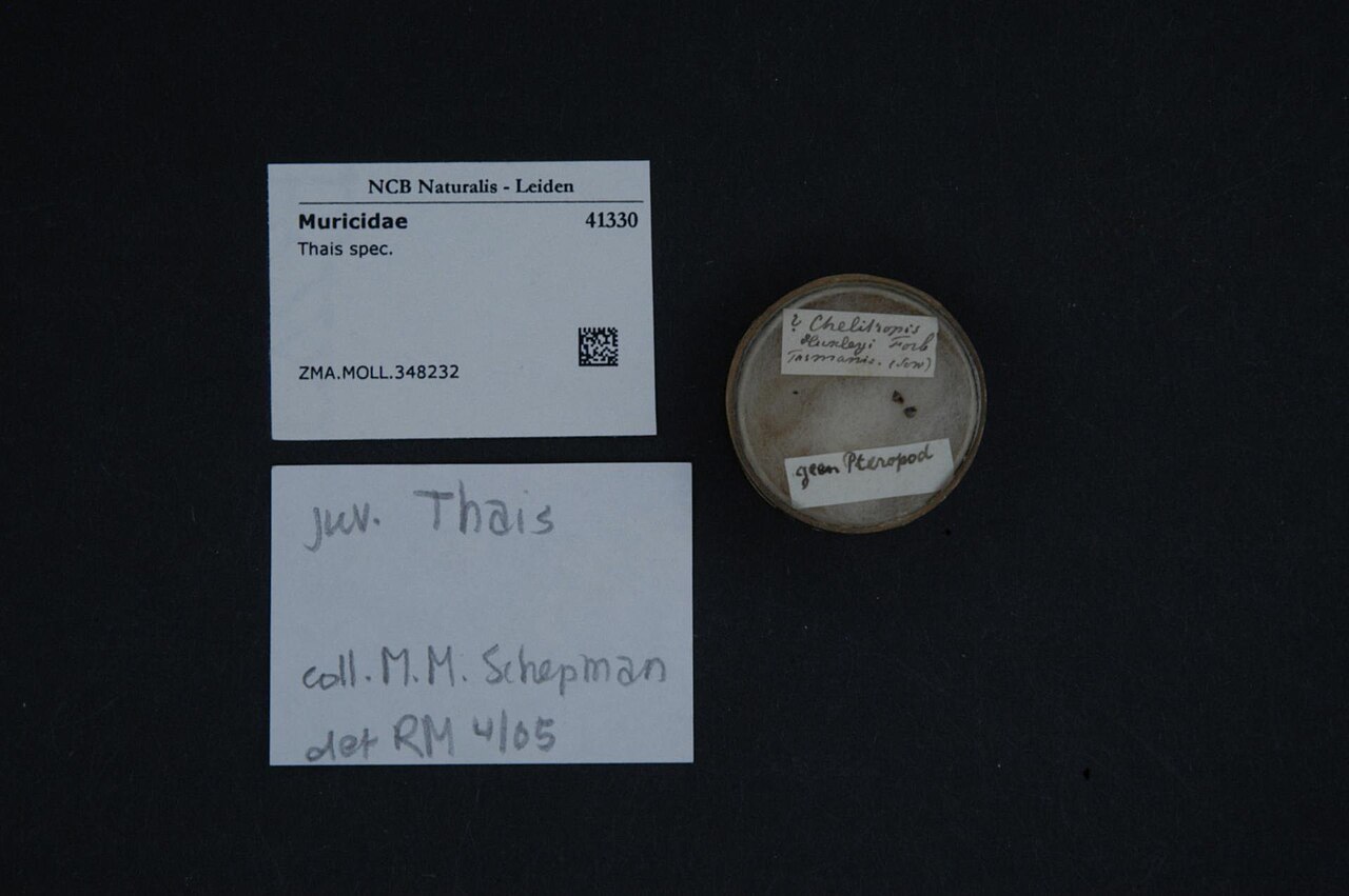 Thais (gastropod)