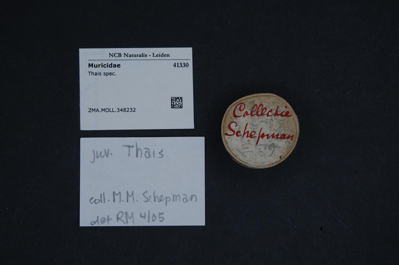 Thais (gastropod)