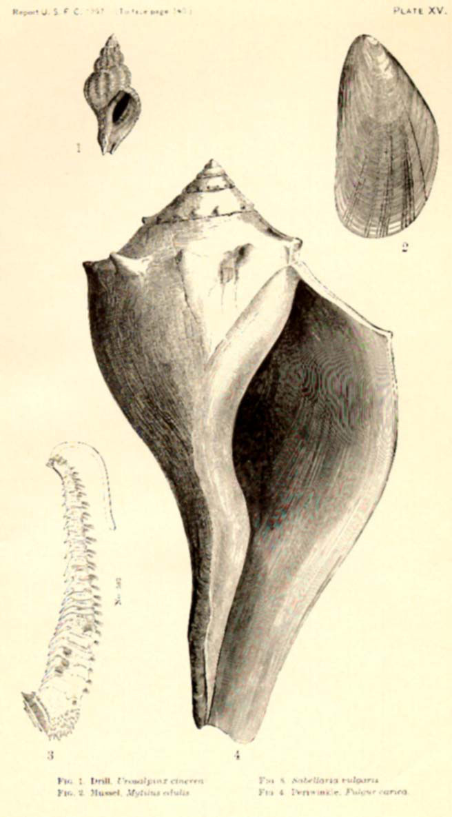 Urosalpinx