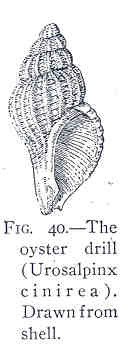 Urosalpinx