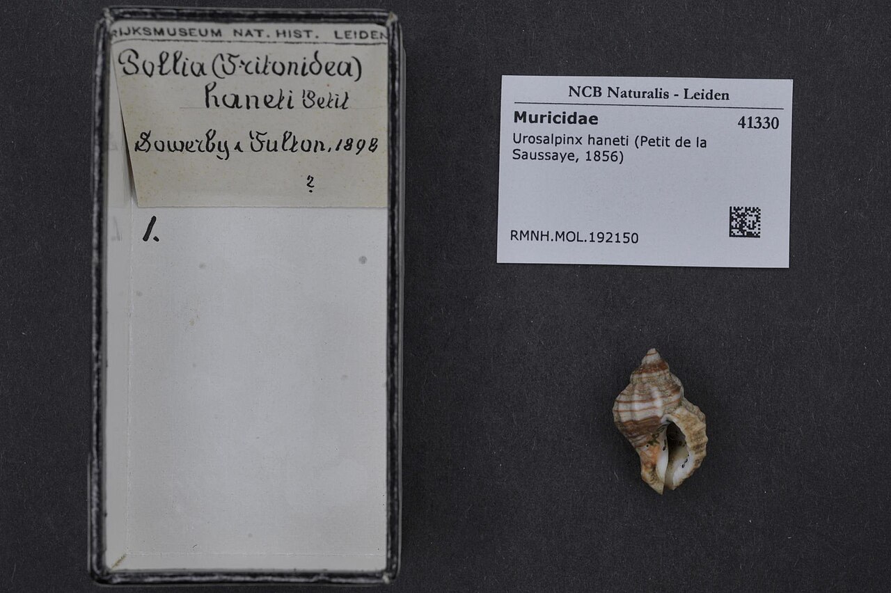 Urosalpinx