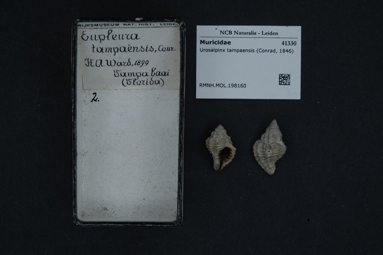 Urosalpinx
