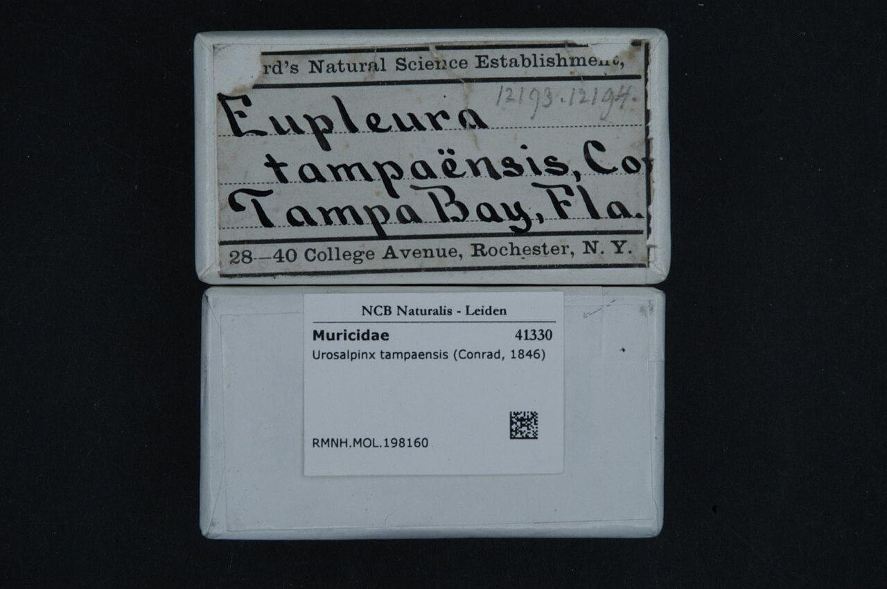 Urosalpinx