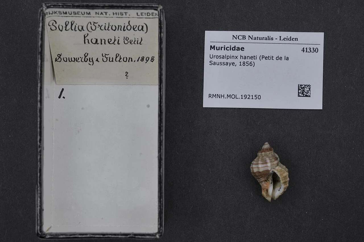 Urosalpinx