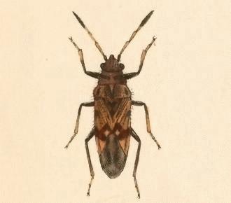 Caeneus