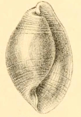 Chelidon (sister of Aëdon)