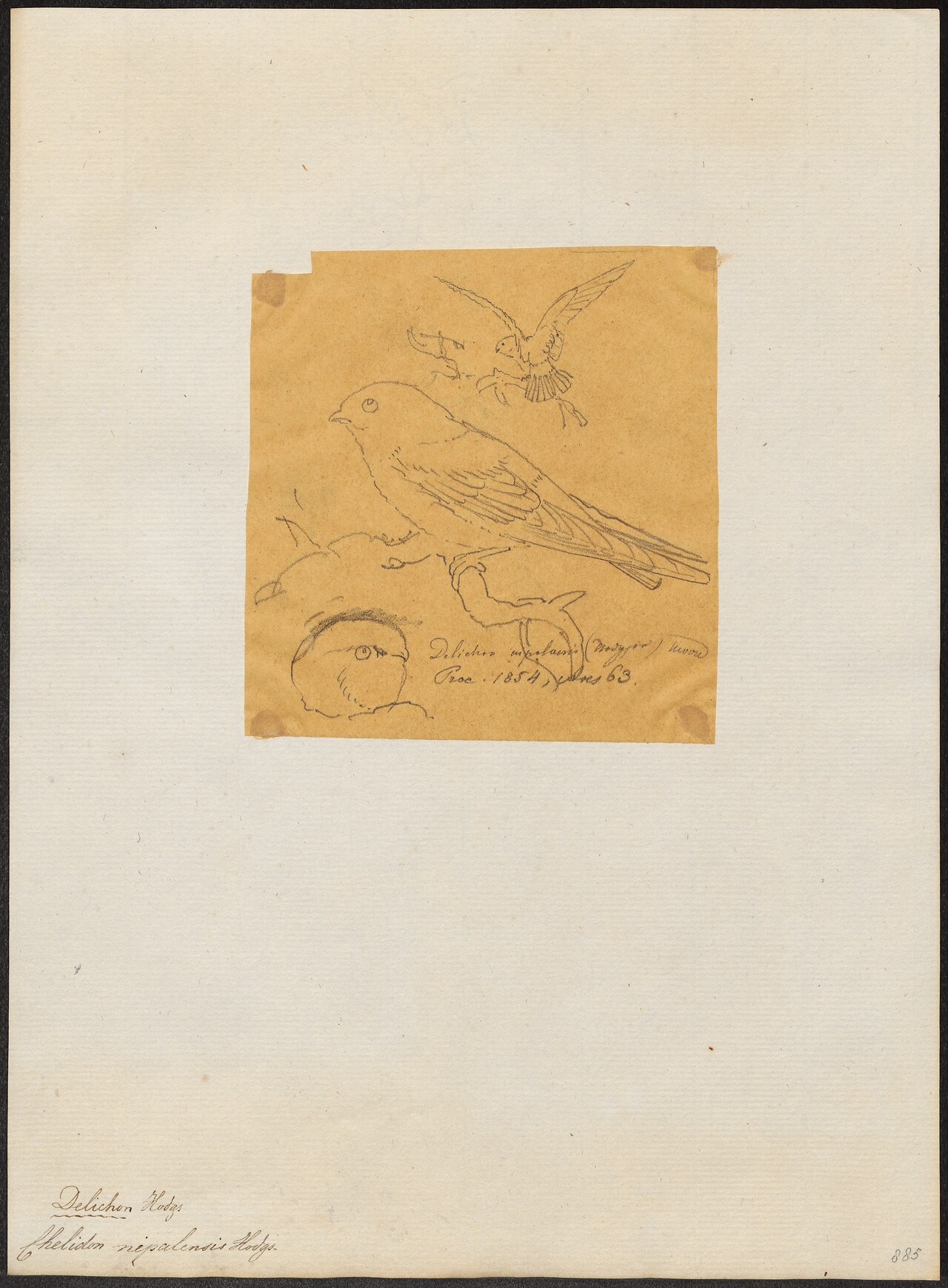 Chelidon (sister of Aëdon)