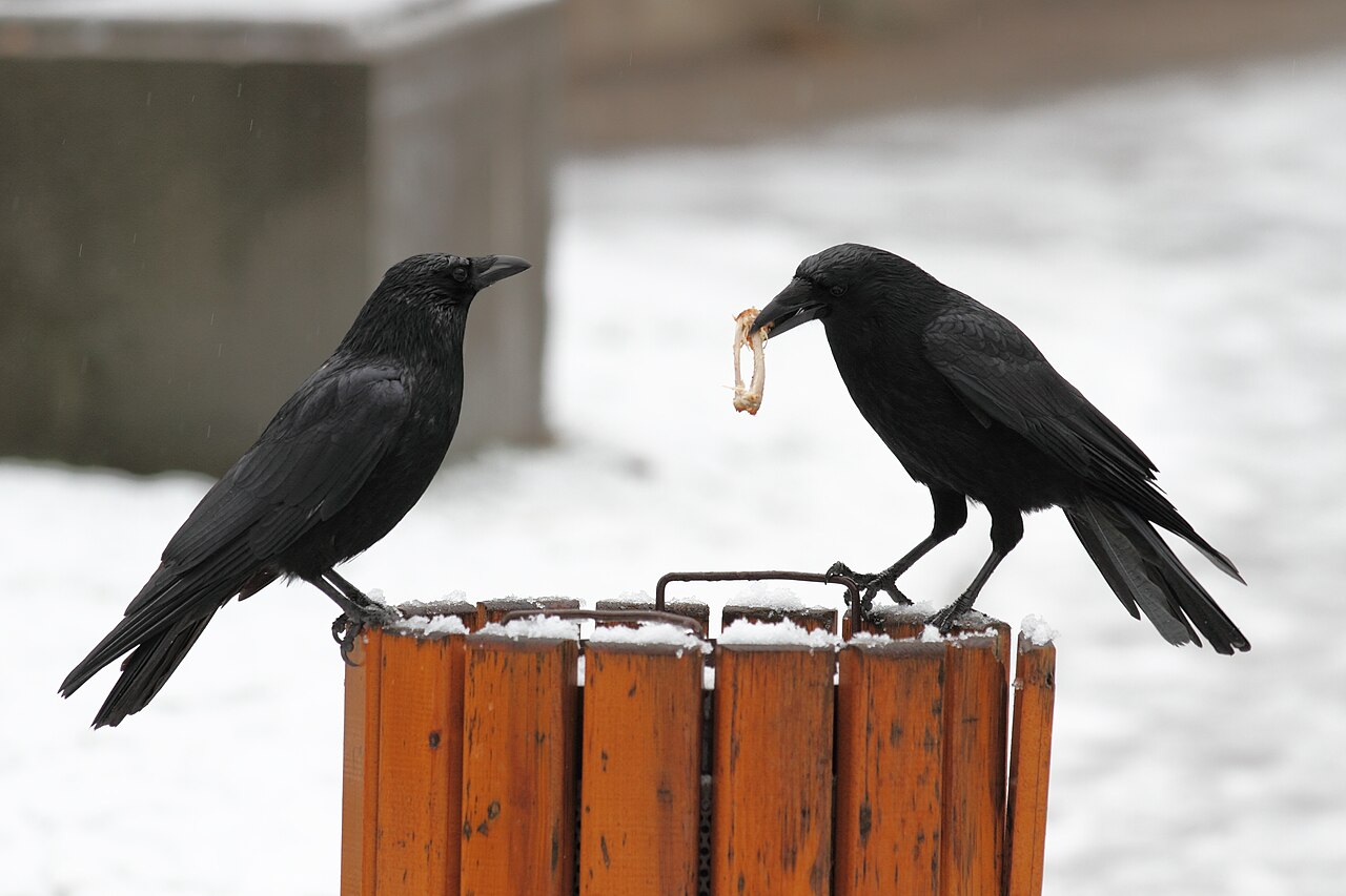 Corone (crow)