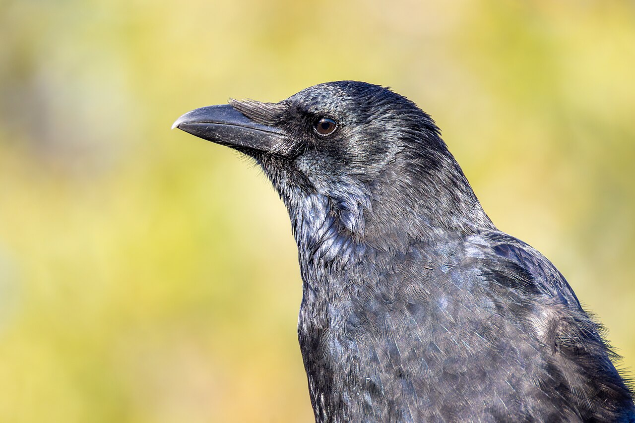 Corone (crow)