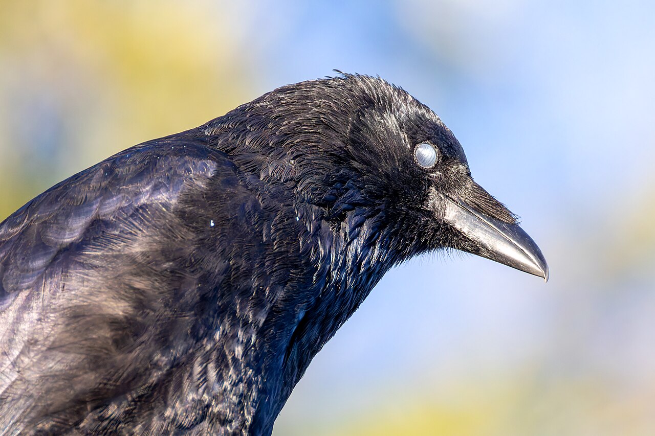 Corone (crow)