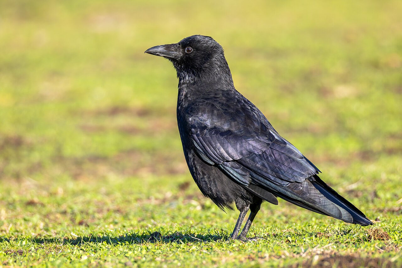 Corone (crow)