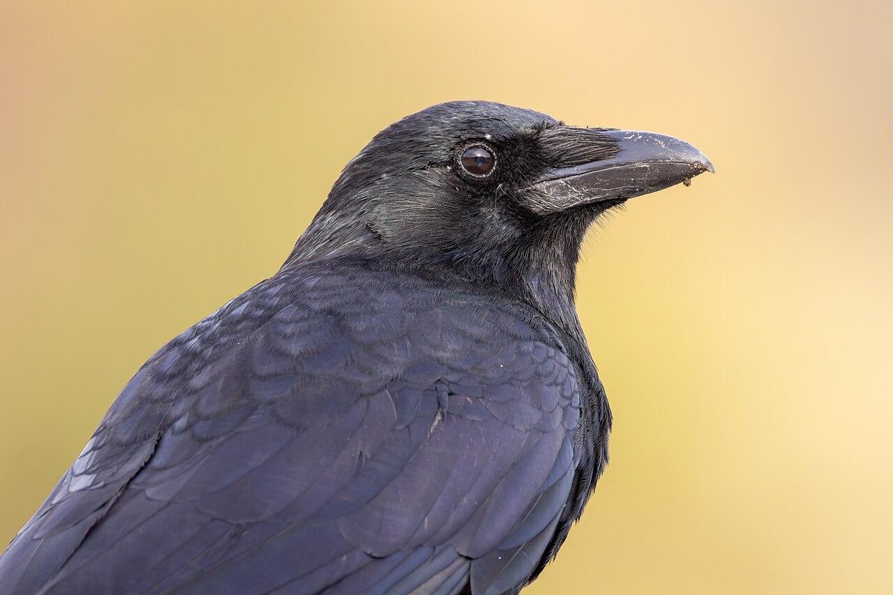 Corone (crow)