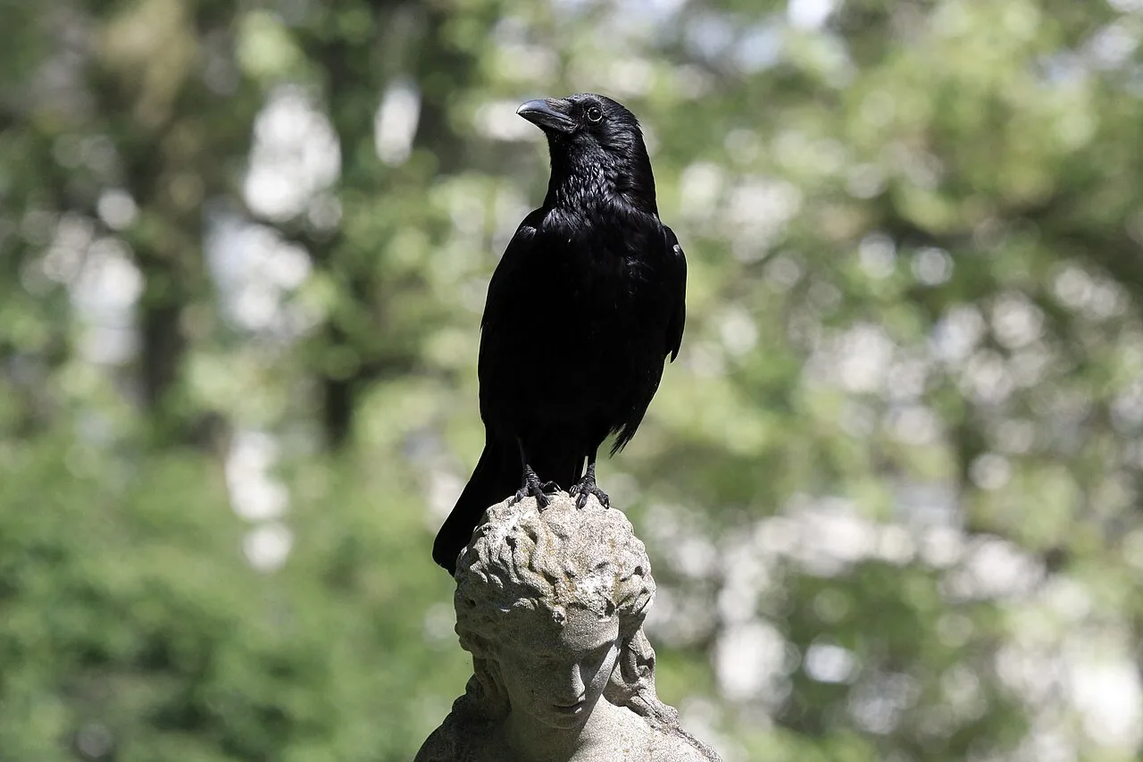 Corone (crow)