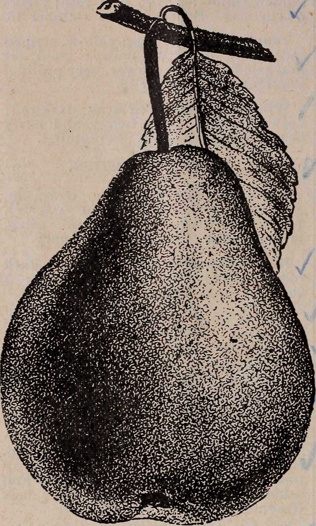 Great Comet of 1901