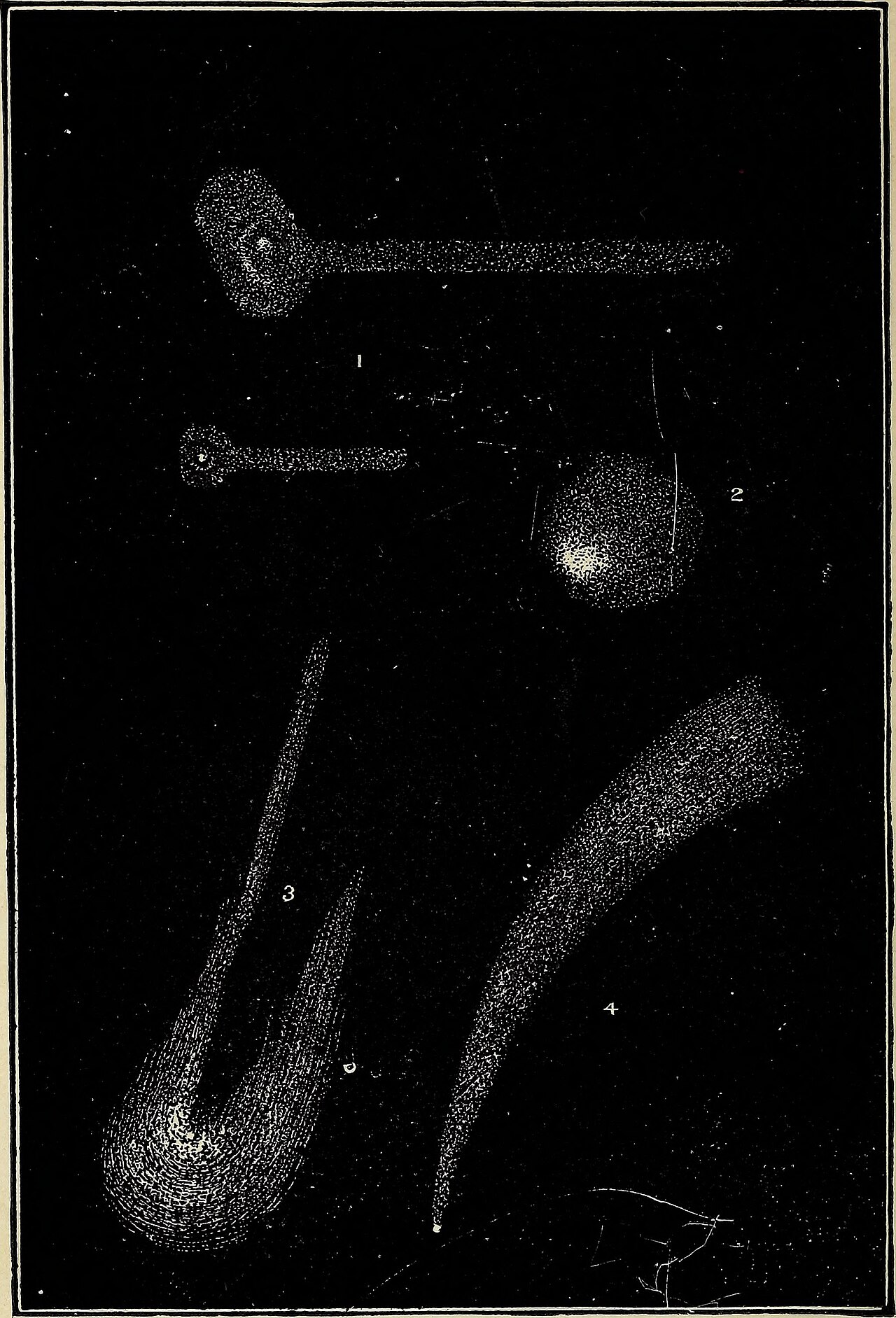 Great Comet of 1901