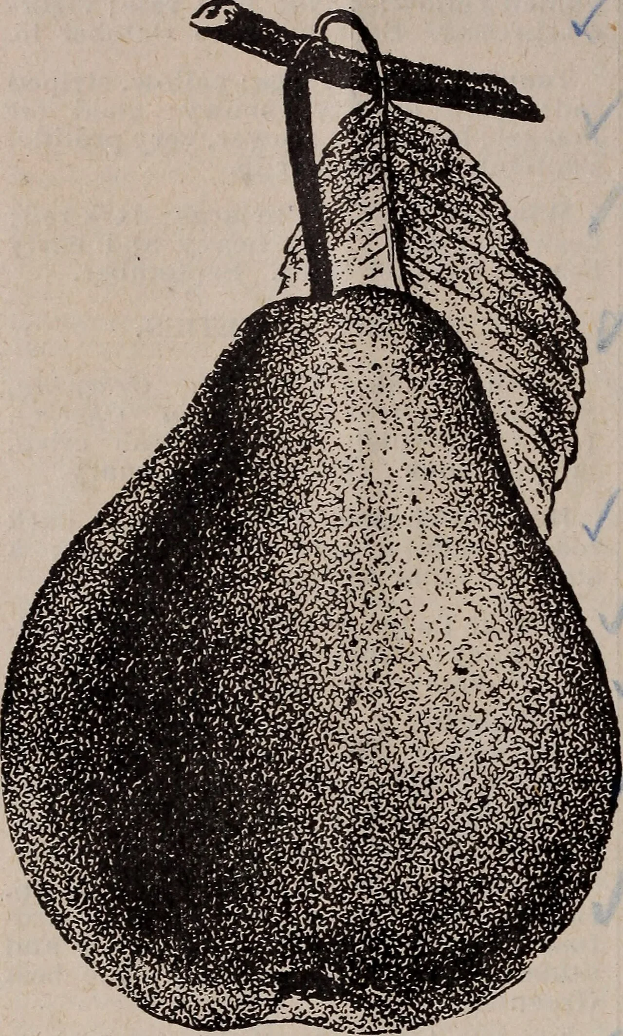 Great Comet of 1901