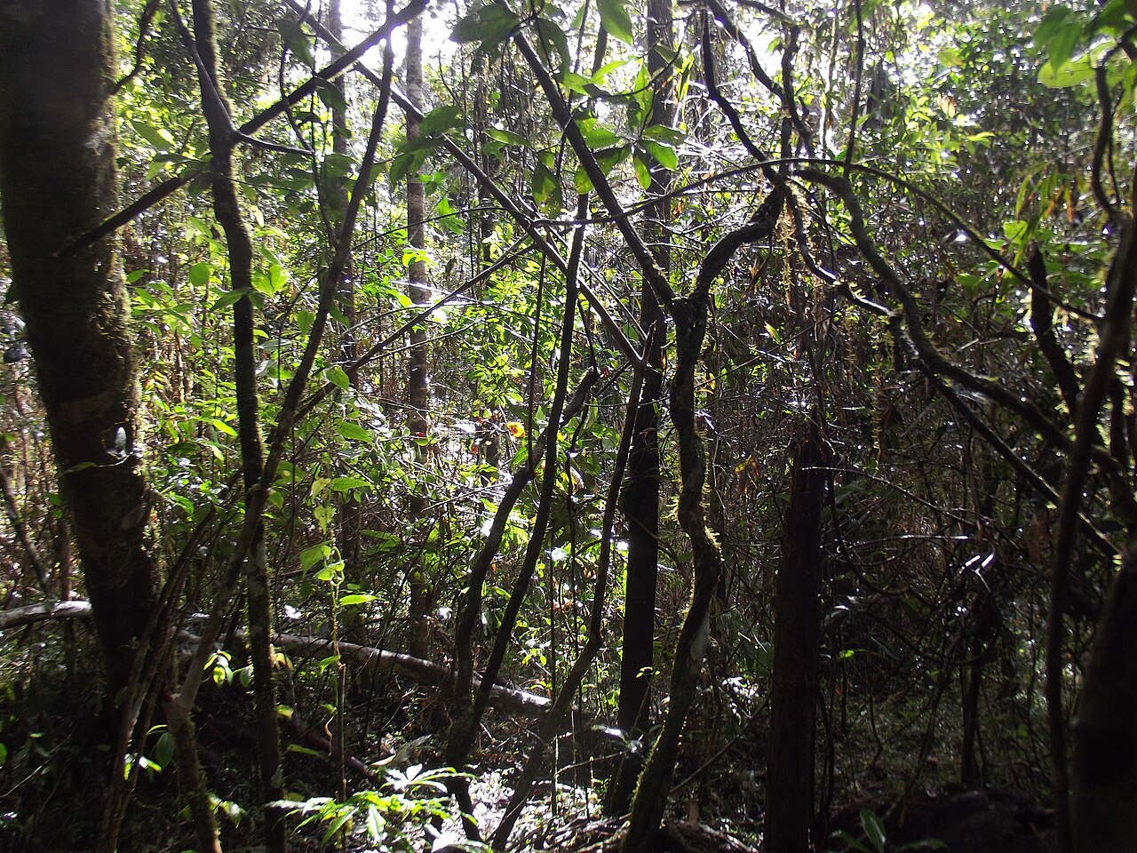 Andasibe-Mantadia National Park