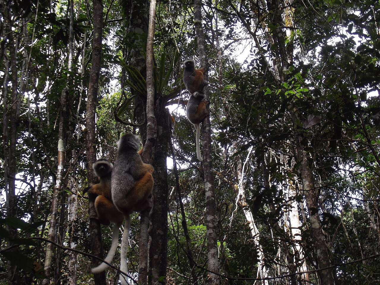 Andasibe-Mantadia National Park
