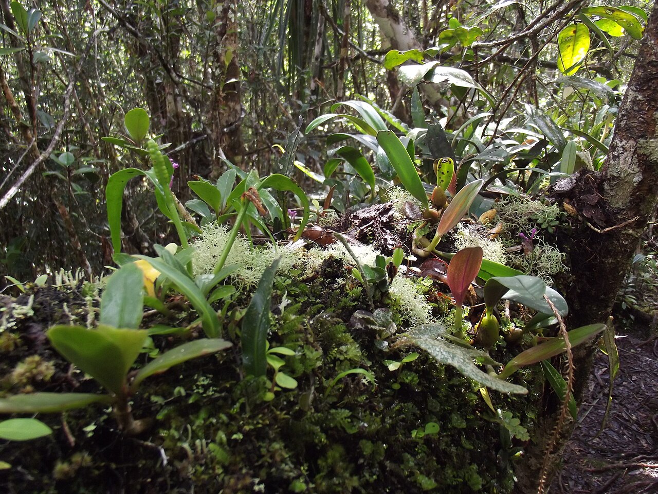 Andasibe-Mantadia National Park