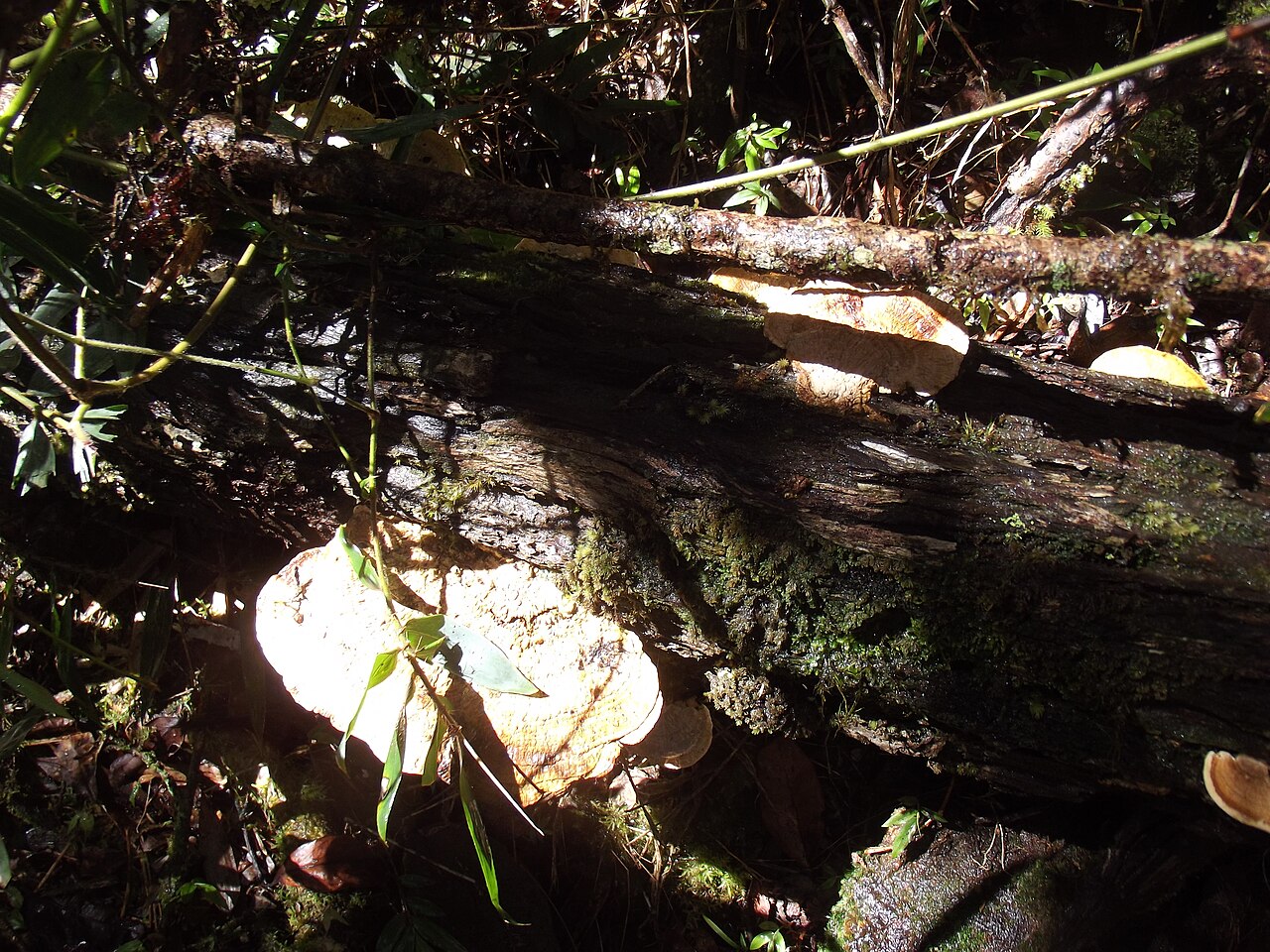 Andasibe-Mantadia National Park
