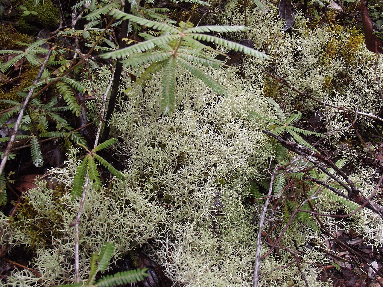 Andasibe-Mantadia National Park
