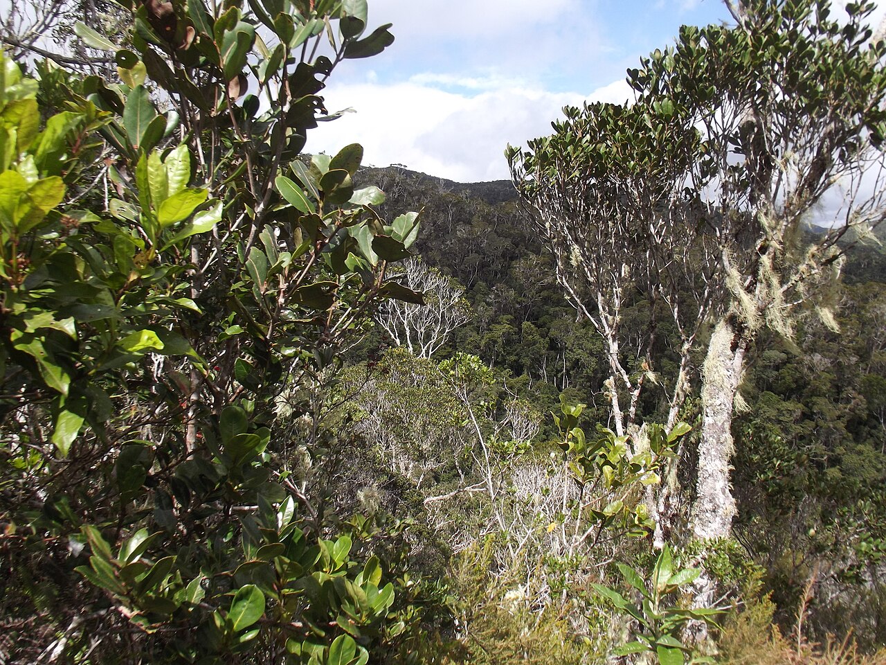 Andasibe-Mantadia National Park
