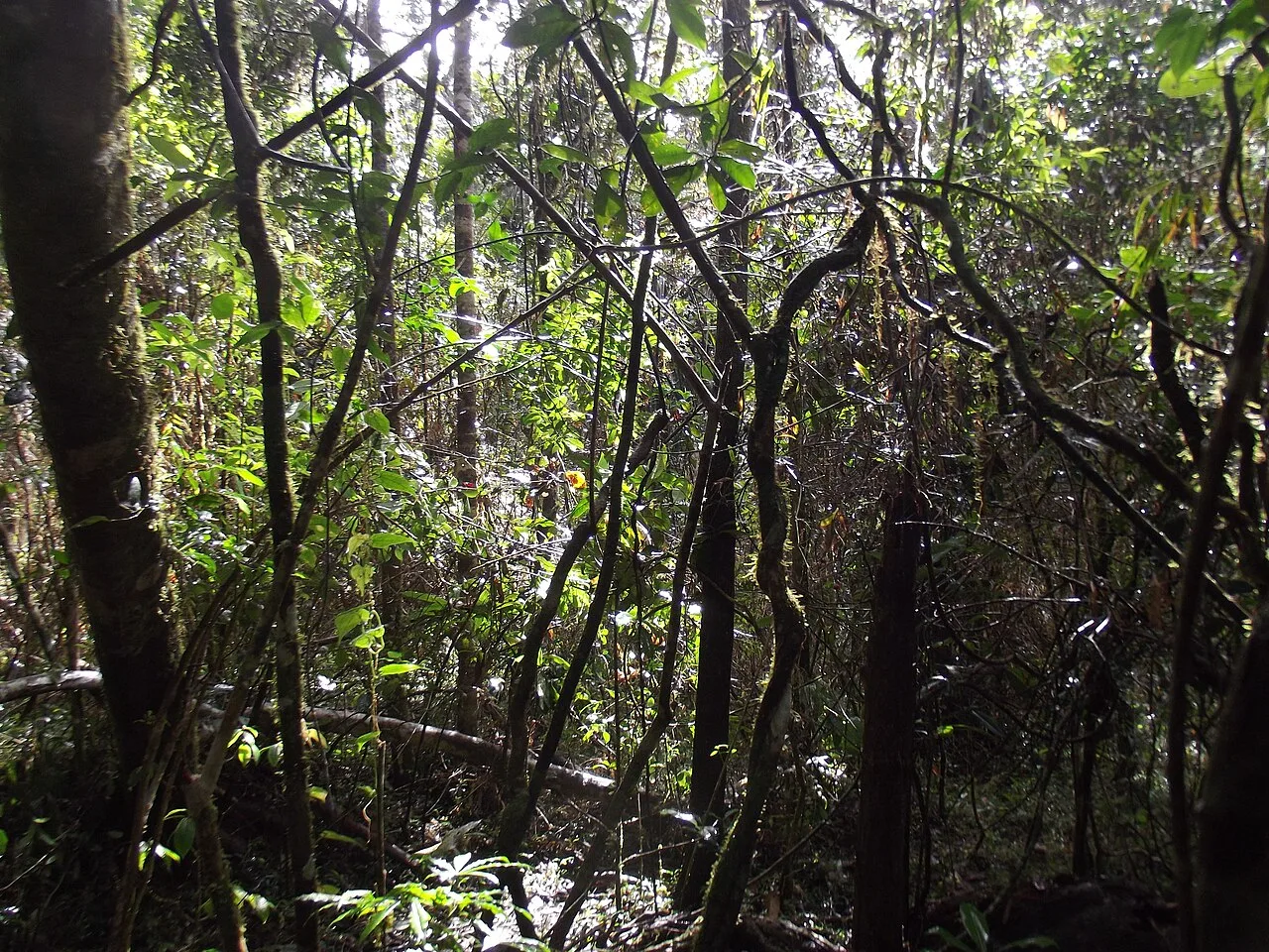 Andasibe-Mantadia National Park