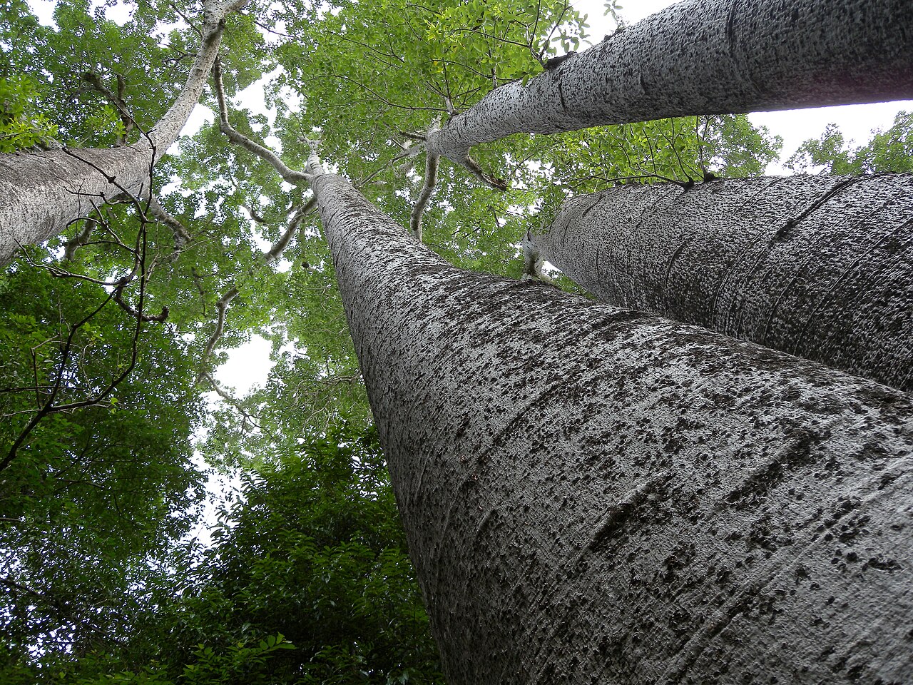 Ankarafantsika National Park