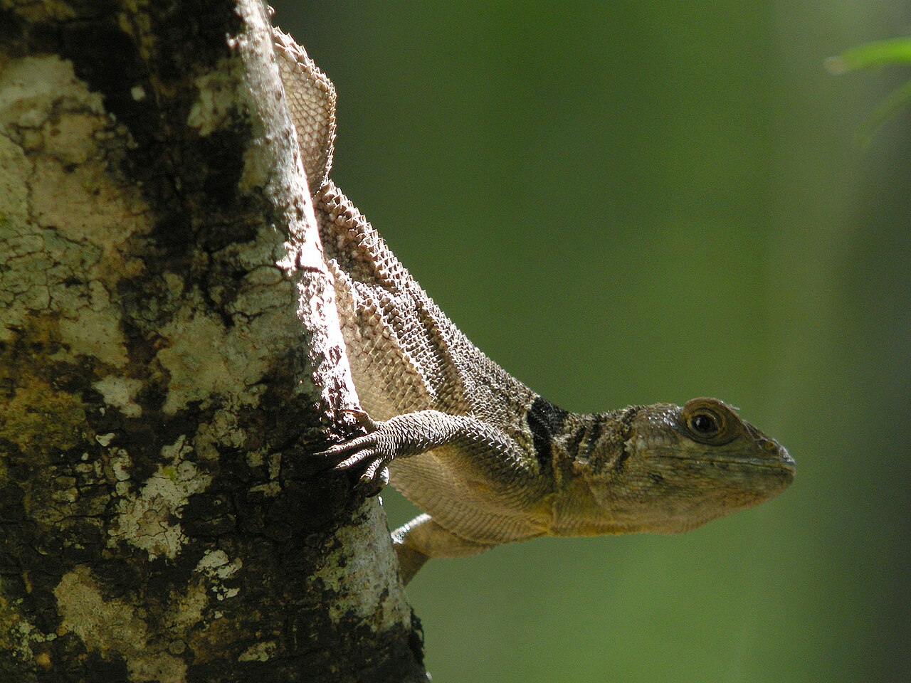 Ankarafantsika National Park
