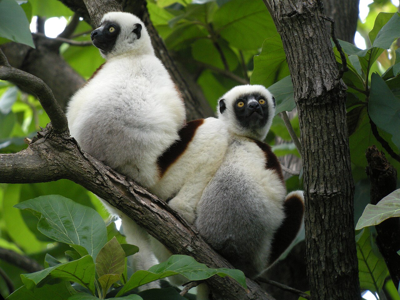 Ankarafantsika National Park