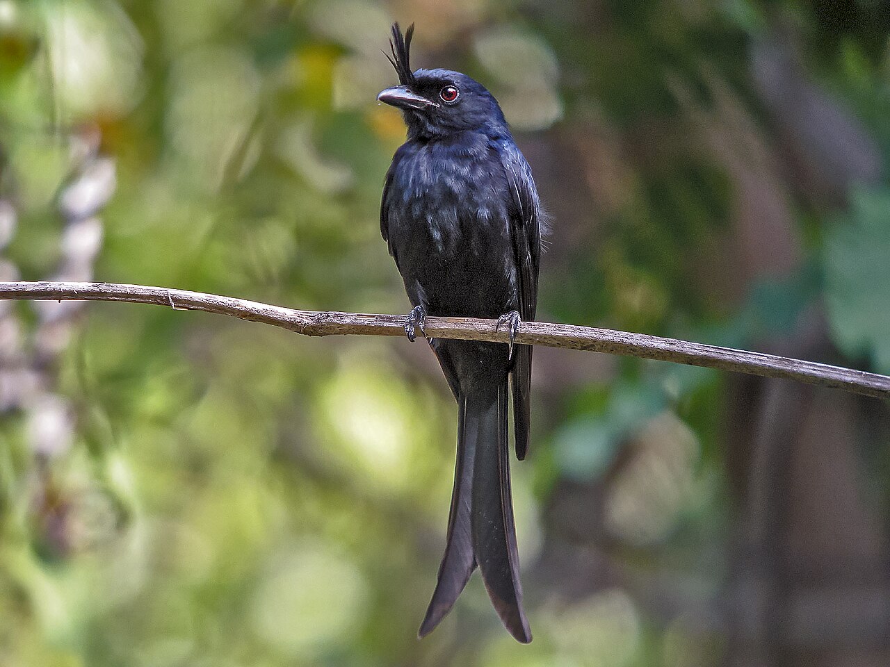 Ankarafantsika National Park