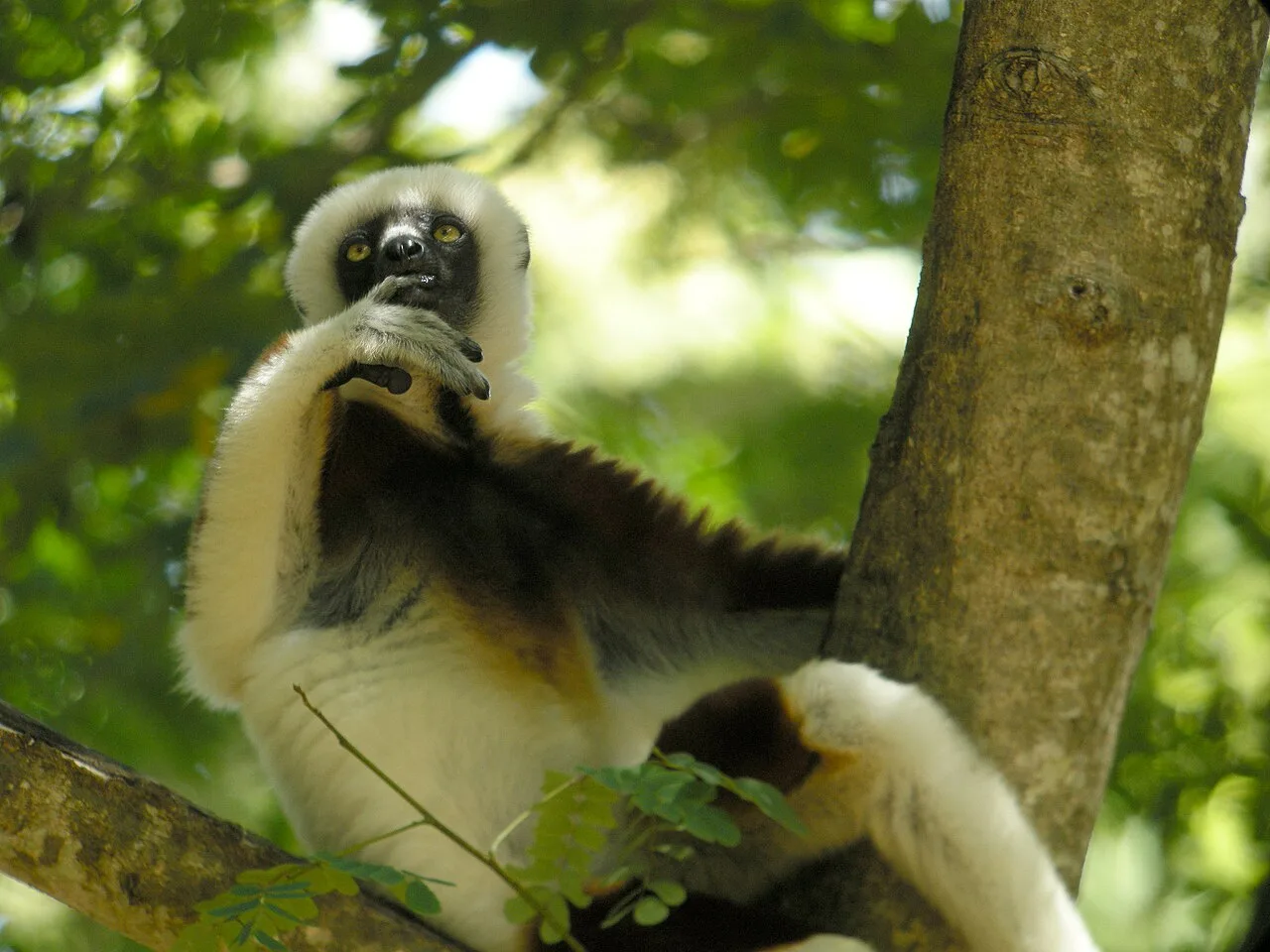 Ankarafantsika National Park