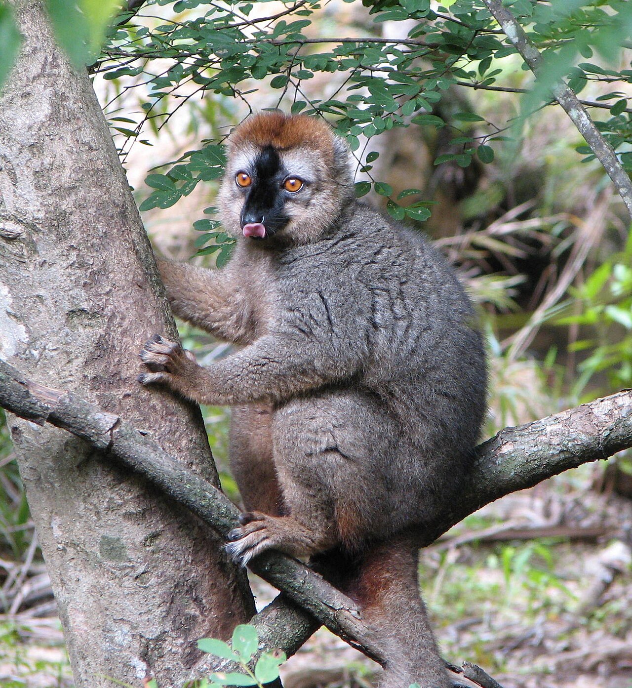 Isalo National Park