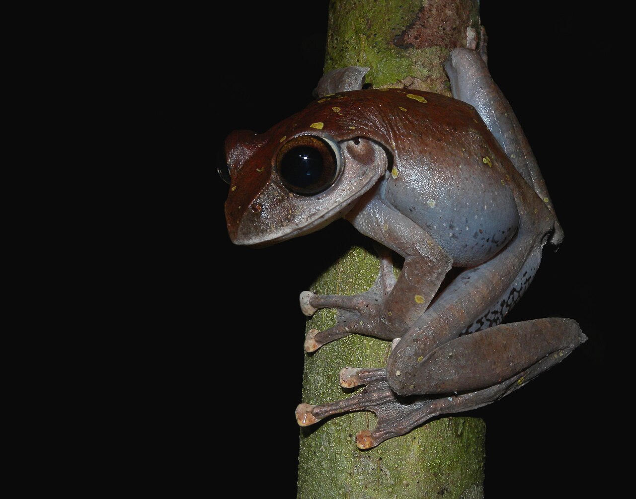 Marojejy National Park
