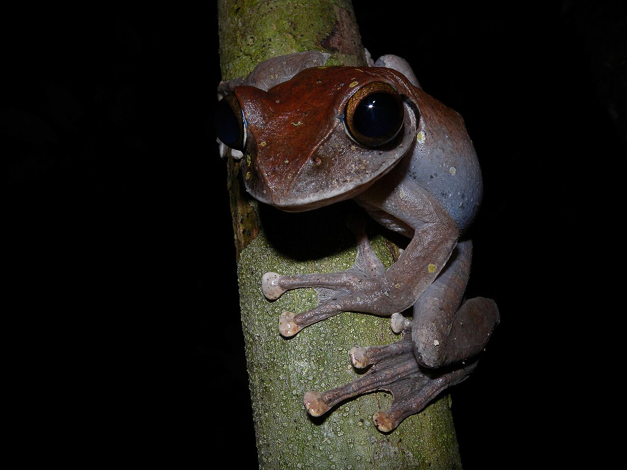 Marojejy National Park