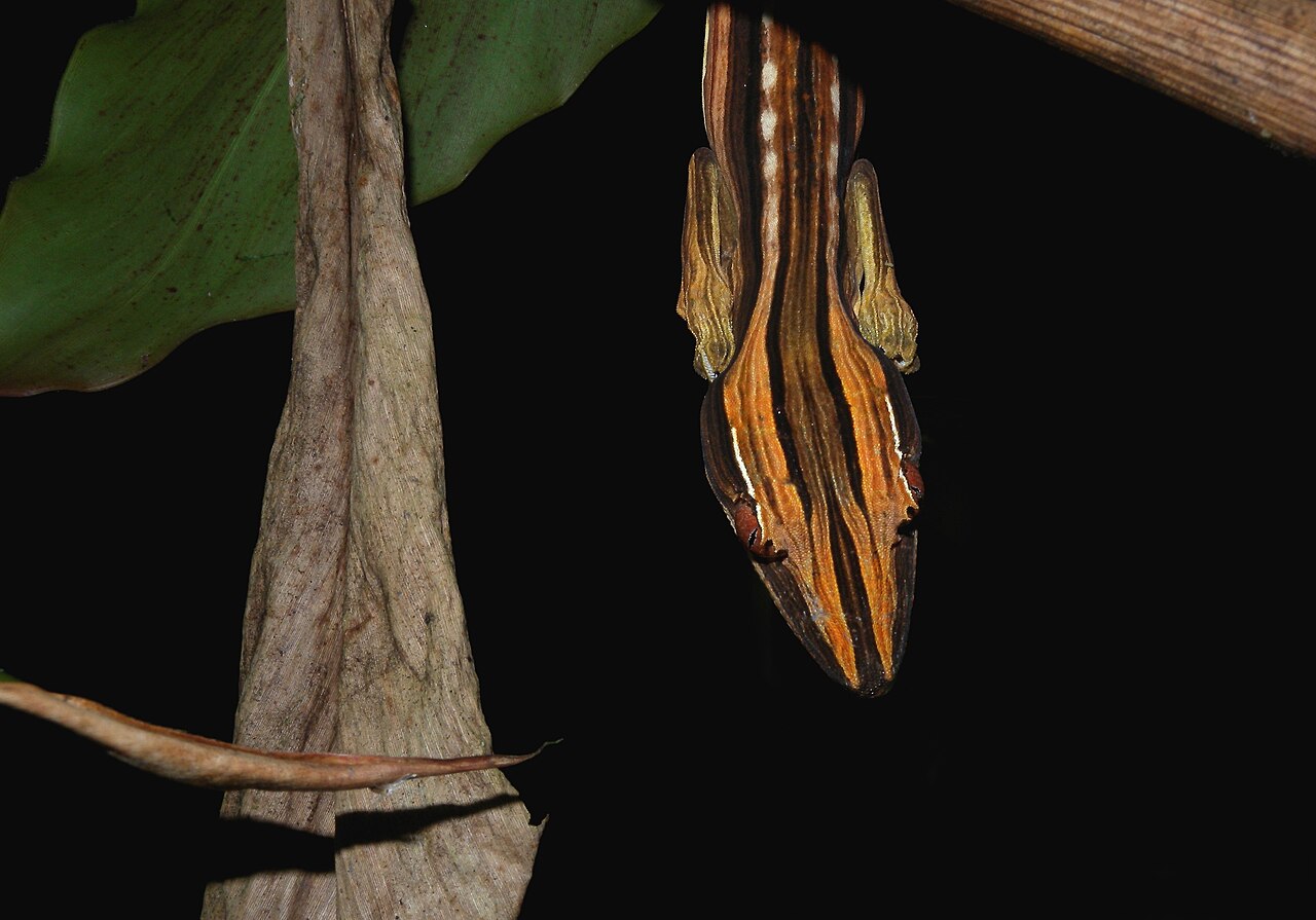 Marojejy National Park