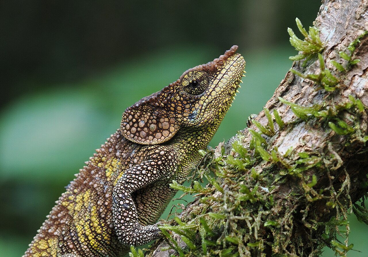 Montagne d'Ambre National Park