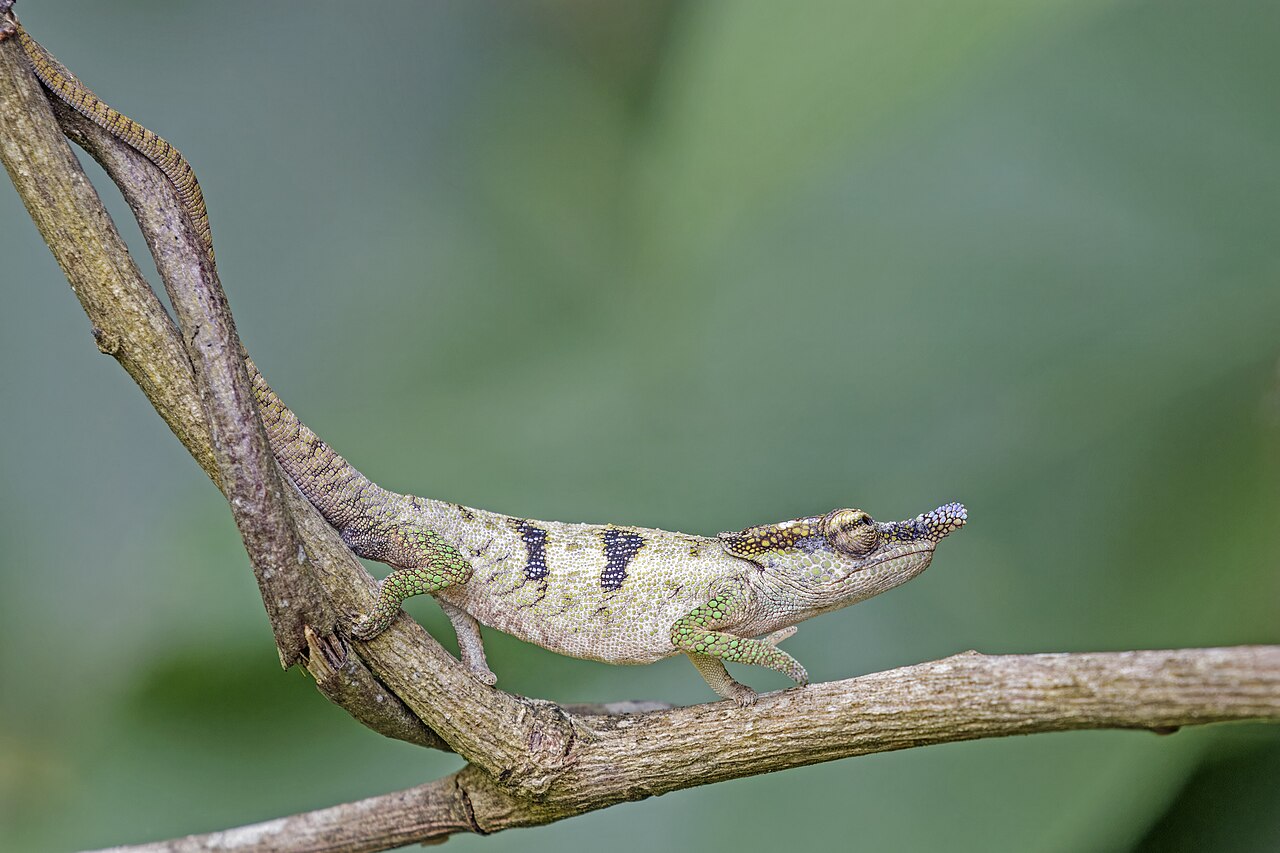 Montagne d'Ambre National Park