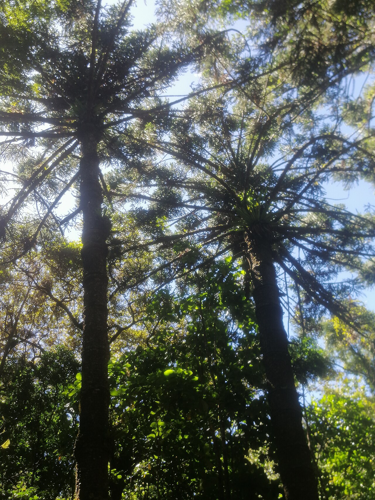 Montagne d'Ambre National Park